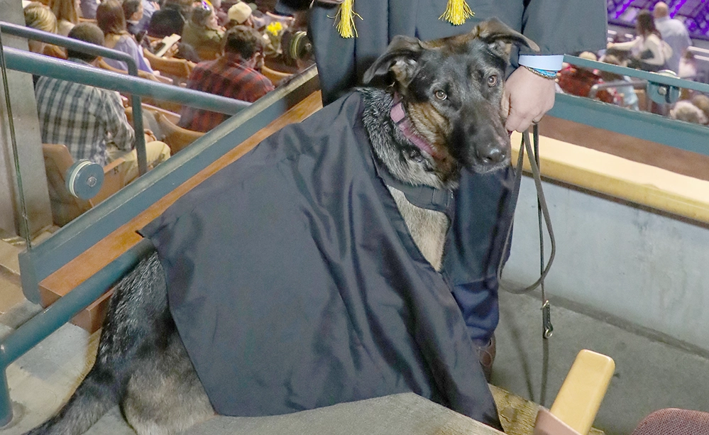 Service dog Skadi wearing a graduation gown and cap tassel at the SNHU commencement ceremony