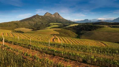 Stellenbosch vineyard rows with dramatic Simonsberg mountain peak in background under blue sky