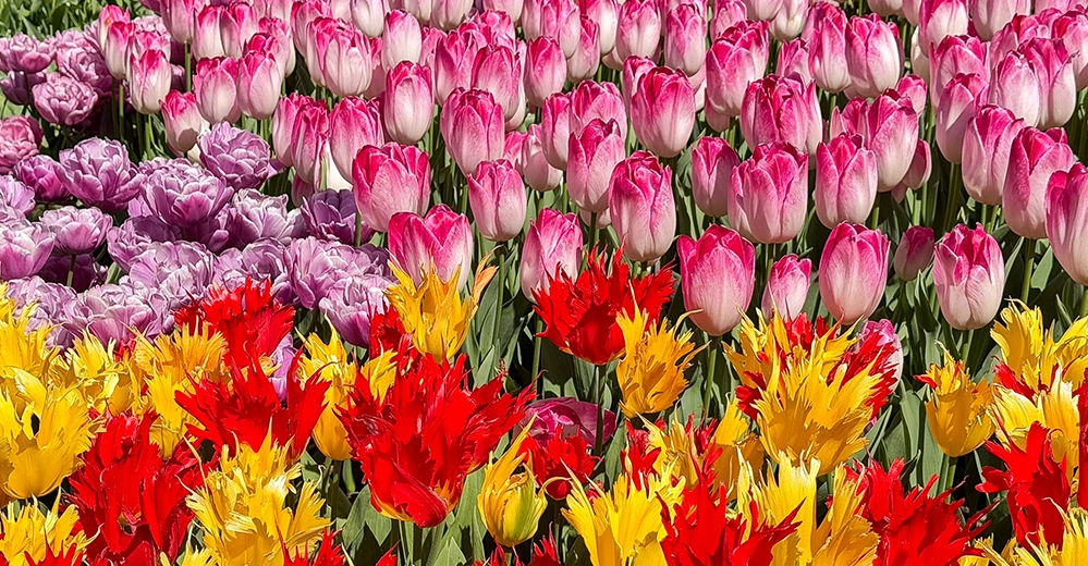 Close-up of mixed tulip varieties — pink, purple, yellow, and red — in full bloom.