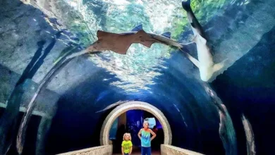 DARTable Staycation: Family Fun Destinations Across Dallas This Summer 2 Two young visitors walking through an underwater glass tunnel surrounded by colorful sea life at the Dallas World Aquarium