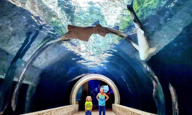 Two young visitors walking through an underwater glass tunnel surrounded by colorful sea life at the Dallas World Aquarium