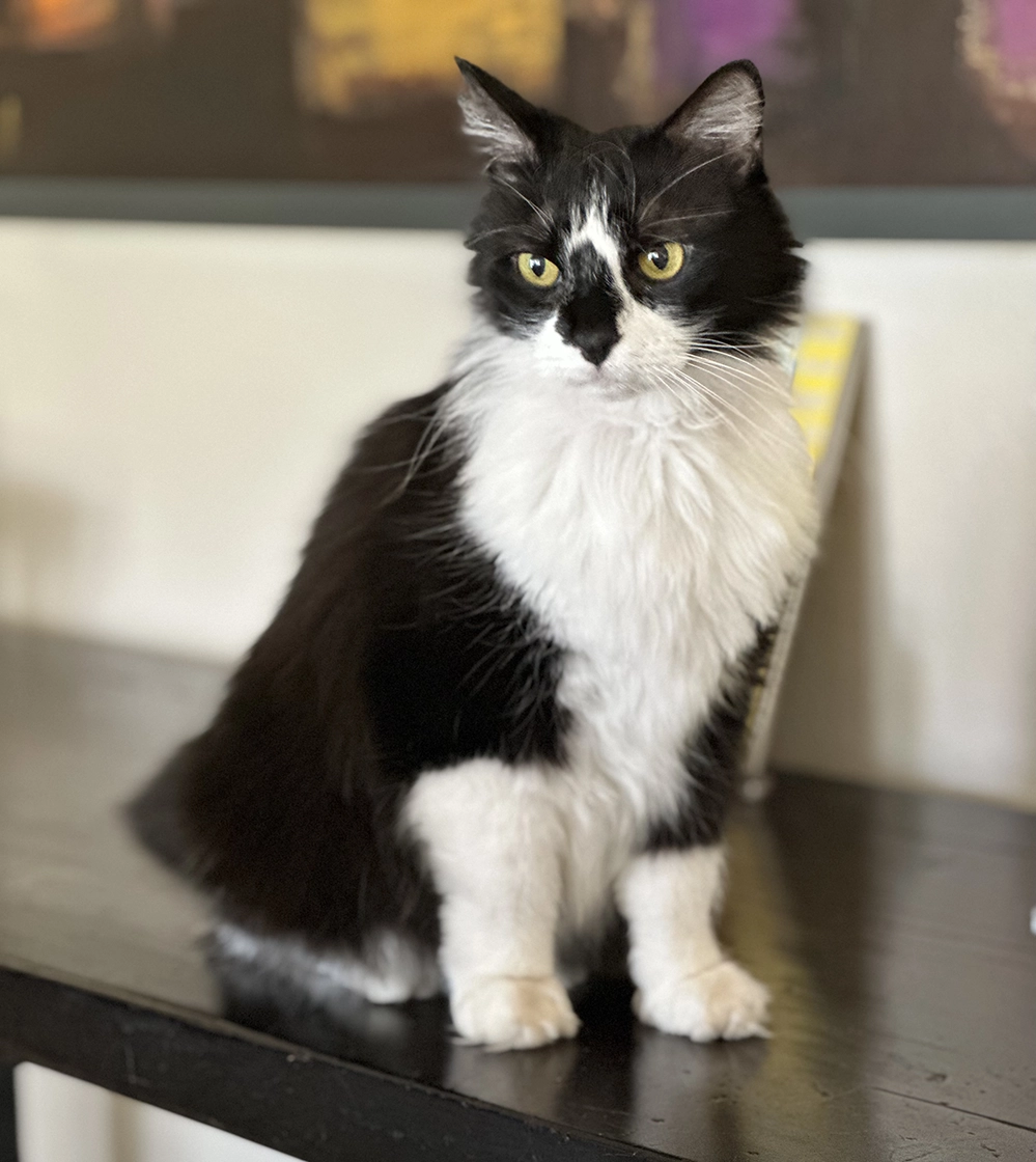 Fluffy tuxedo cat with long fur after professional grooming