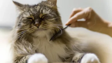 Long-haired tabby cat enjoying being brushed