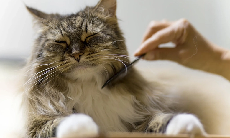 Long-haired tabby cat enjoying being brushed