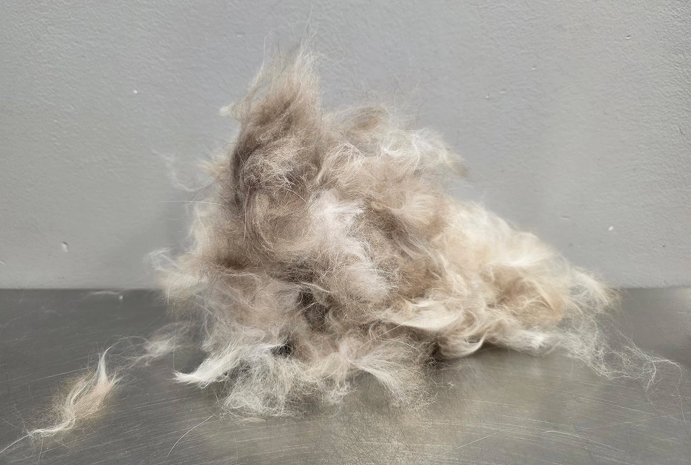 Pile of cat fur removed during professional grooming session