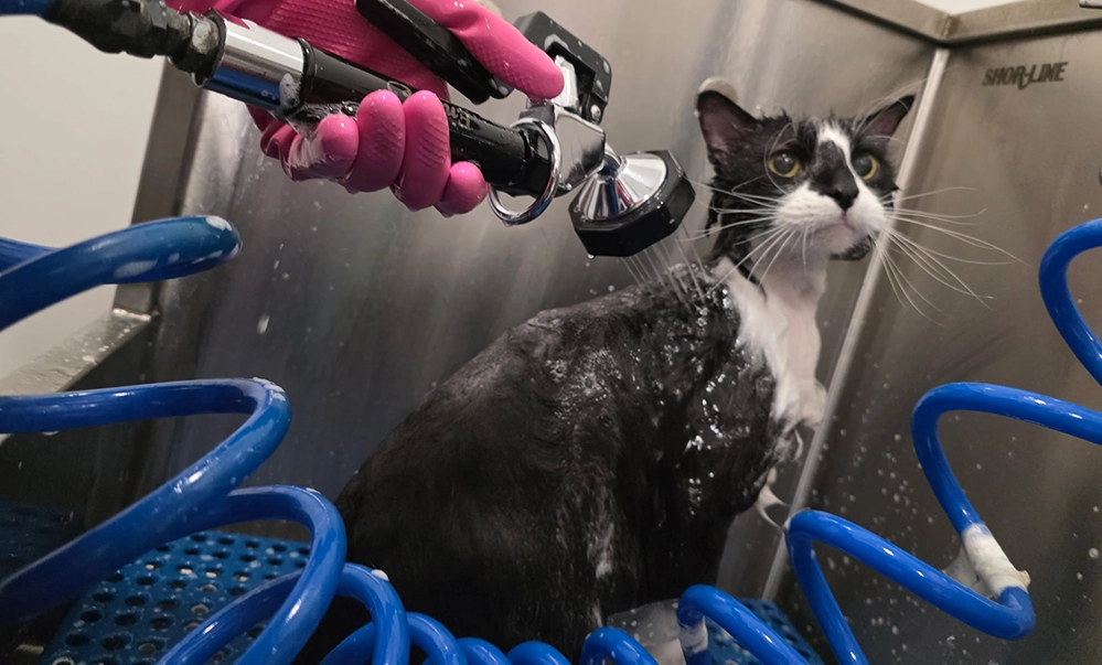 Tuxedo cat getting a bath during professional grooming session